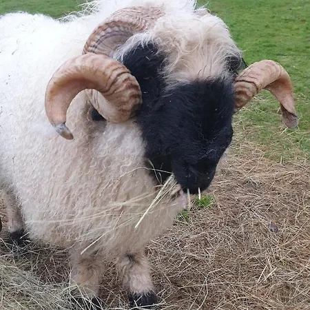 Wildberry Glamping Οργανωμένο κάμπινγκ