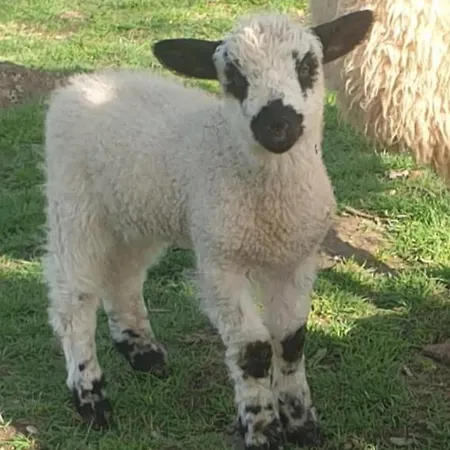 Wildberry Glamping Οργανωμένο κάμπινγκ *