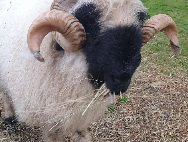 Wildberry Glamping Luxuszelt